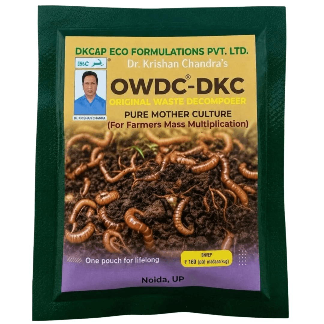 OWDC - DKC