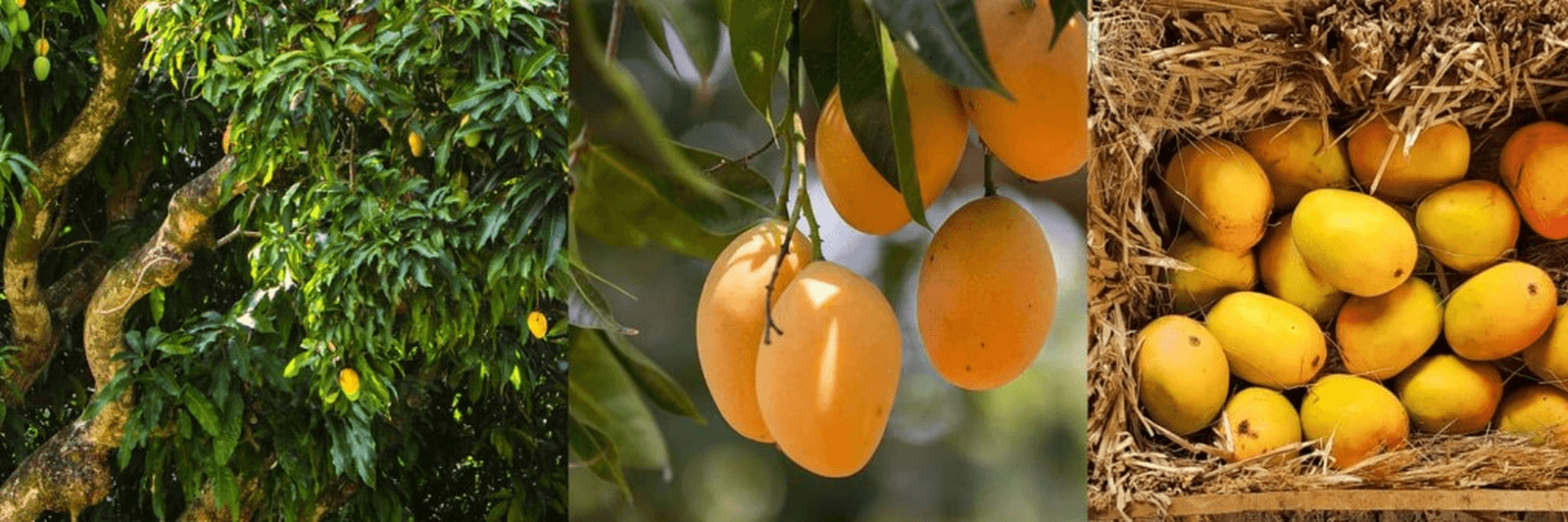Farm-fresh mangoes — on the tree, ripe harvest and packed in straw