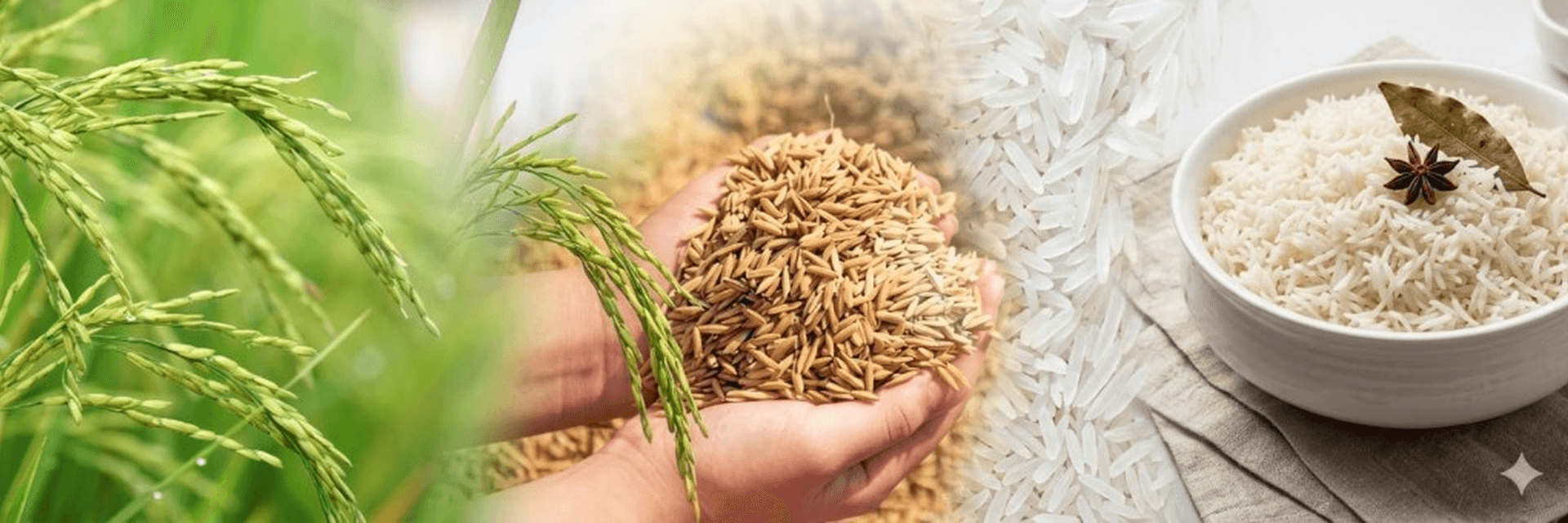 Organic Nati rice — from field to harvest to your table
